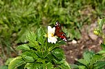 img_1239.jpg
