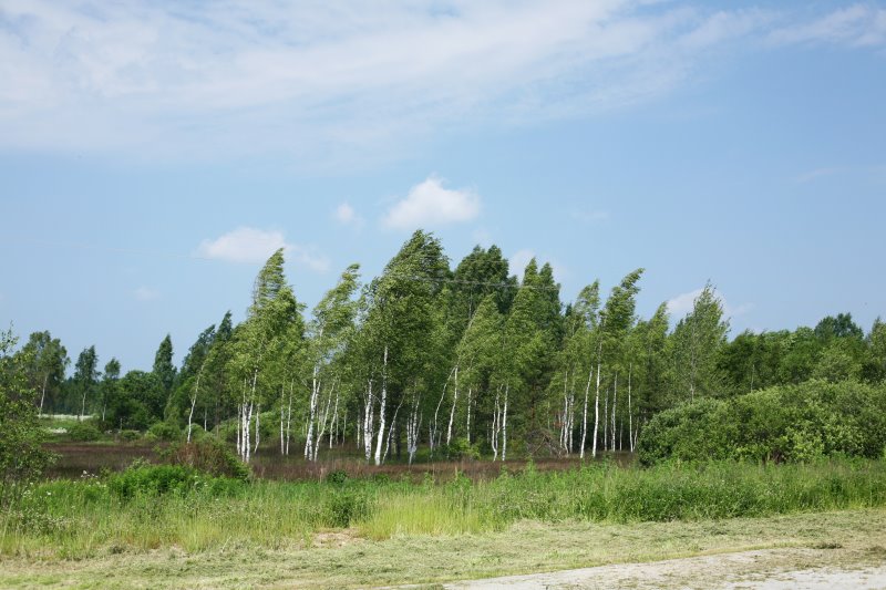 bogorodpole29.jpg