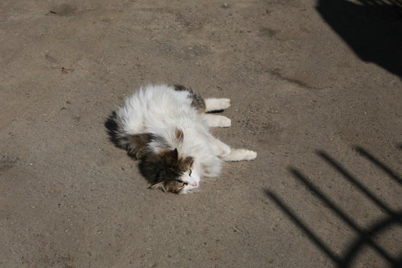borovsk49.jpg